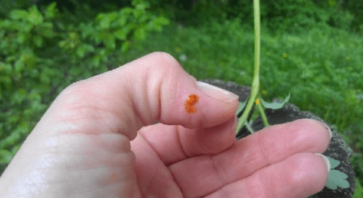 Cellandine împotriva papiloma