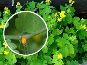 suc de ierburi celandine pentru tratamentul verucilor plantare